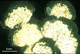 Articoli con bordo superiore contornato dalle vescicole gametogene